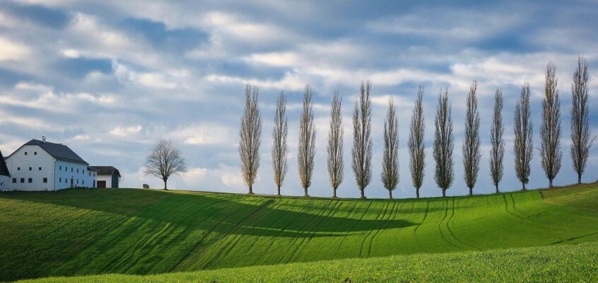 Sustainable Business Practices and Green Innovation